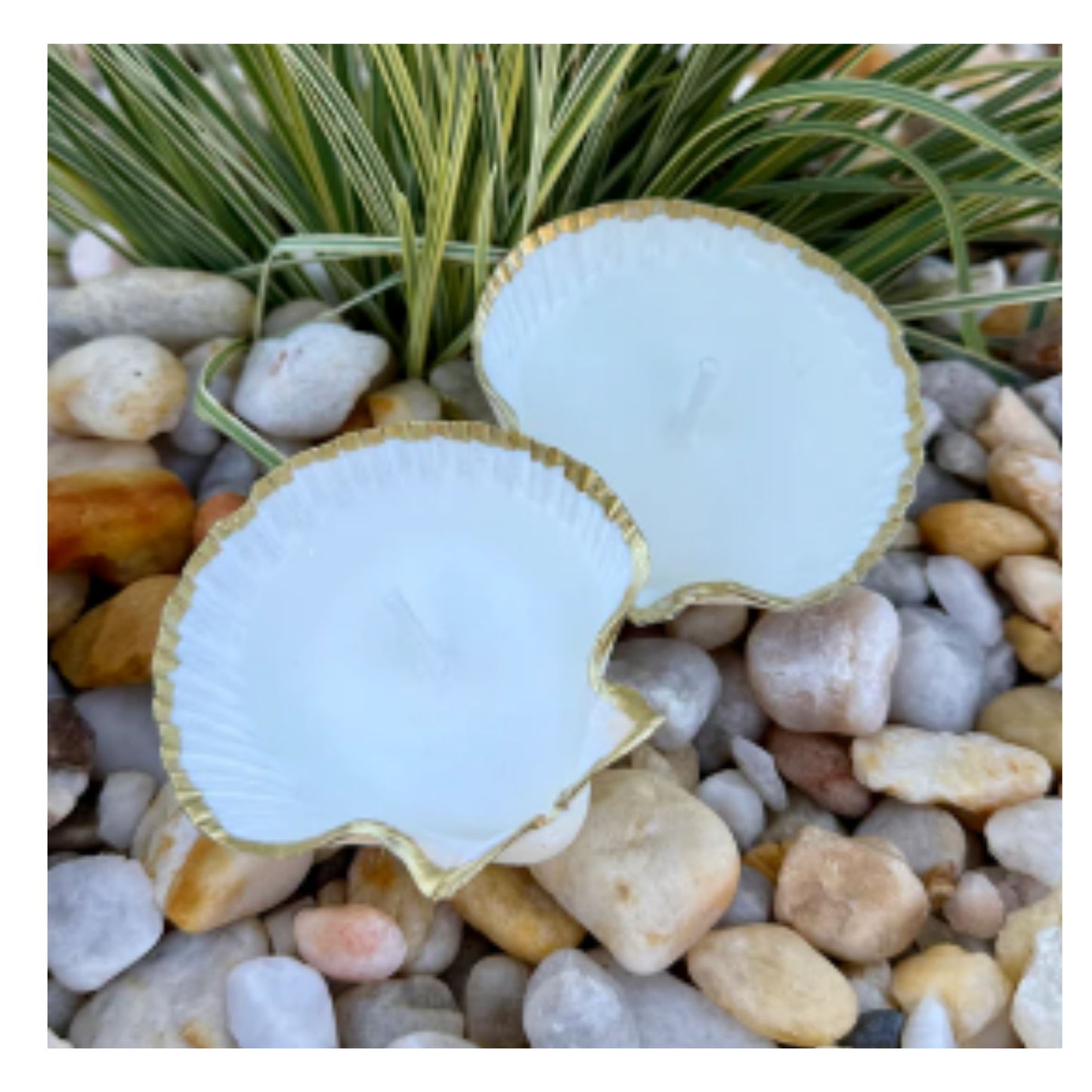 Scallop Shell Tea Light Candle Set